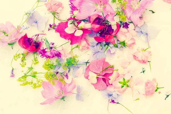 Καλοκαίρι Λουλούδια Καλλιτεχνικό Υπόβαθρο Ποικιλία Πέταλα Και Χρώματα — Φωτογραφία Αρχείου