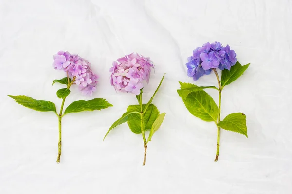 Lindas Flores Hortênsia Pastel Sobre Fundo Branco Delicado — Fotografia de Stock