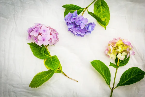 Schöne Pastellfarbene Hortensienblüten Auf Weißem Zartem Hintergrund — Stockfoto