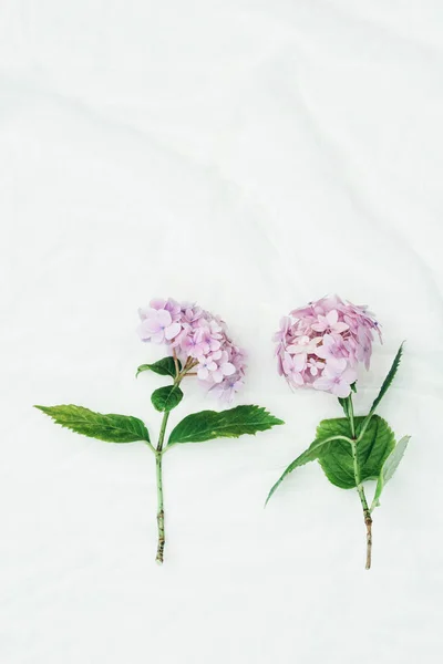 Belles Fleurs Hortensia Pastel Sur Fond Blanc Délicat — Photo