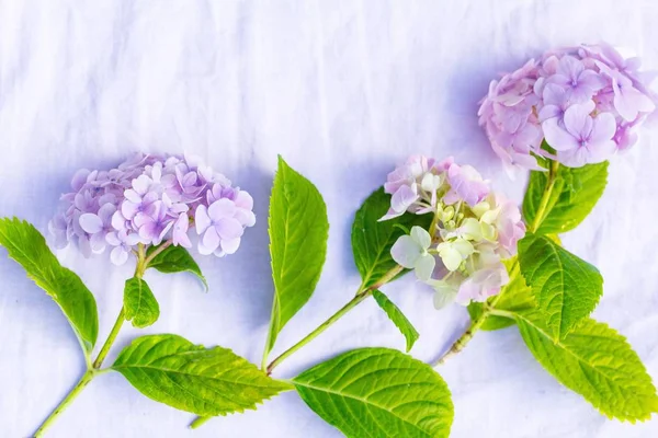 Beautiful Pastel Hydrangea Flowers White Delicate Background — Stock Photo, Image