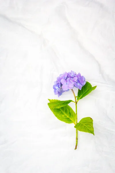 Hermosas Flores Hortensias Pastel Sobre Fondo Blanco Delicado —  Fotos de Stock