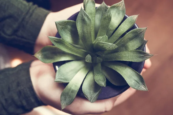Ein Gürtel Der Eine Saftige Pflanze Händen Hält Künstlerische Fotografie — Stockfoto