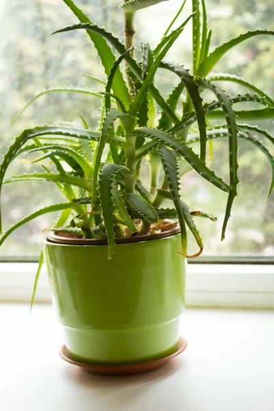 Sukkulente Exotische Pflanzen Fenster Nahaufnahme — Stockfoto