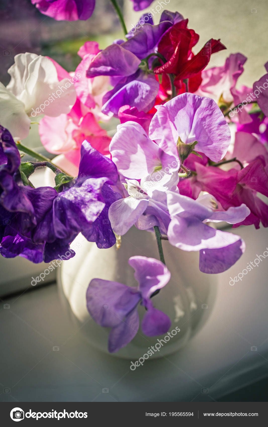 Sweet Pea Flowers In A Vase Beautiful Still Life Stock Photo