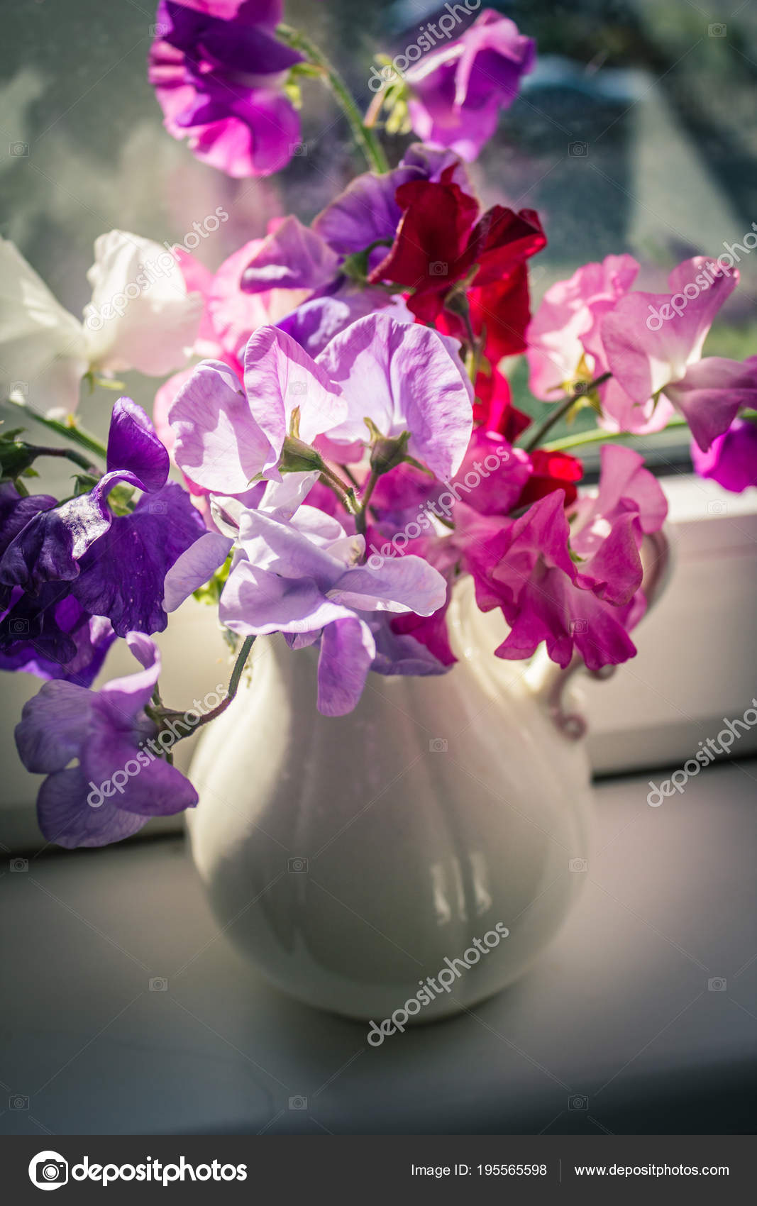Sweet Pea Flowers In A Vase Beautiful Still Life Stock Photo