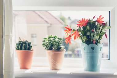 Güzel, trendy succulents pencere eşiğinde yakın atış