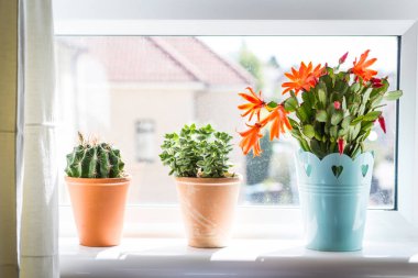 Güzel, trendy succulents pencere eşiğinde yakın atış