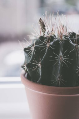 Pencere eşiğinde trendy kaktüs yakın çekim