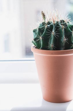 Pencere eşiğinde trendy kaktüs yakın çekim