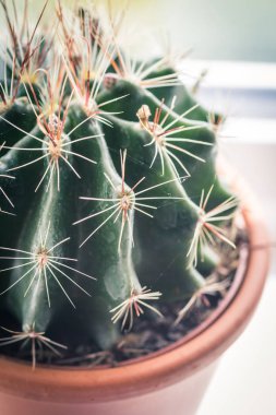 Pencere eşiğinde trendy kaktüs yakın çekim