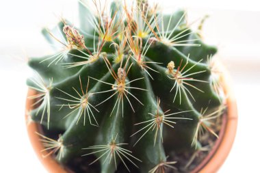 Pencere eşiğinde trendy kaktüs yakın çekim