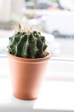 Pencere eşiğinde trendy kaktüs yakın çekim