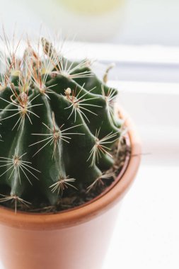 Pencere eşiğinde trendy kaktüs yakın çekim