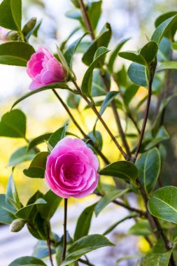 İçinde belgili tanımlık ev Bahçe, pembe camelia çiçekleri yakından atış