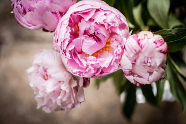 Güzel peonies bir vazoda vintage yakın atış