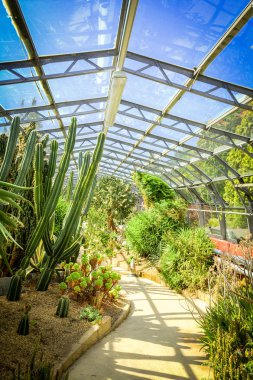 Egzotik bitkiler, kaktüsler ve succulents eski, cam sera içinde 