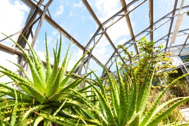 Egzotik bitkiler, kaktüsler ve succulents eski, cam sera içinde 