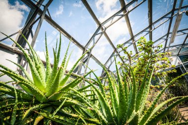 Egzotik bitkiler, kaktüsler, succulents sera içinde 