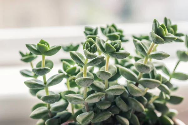 Plante Succulente Mode Gros Plan Macro Shot — Photo