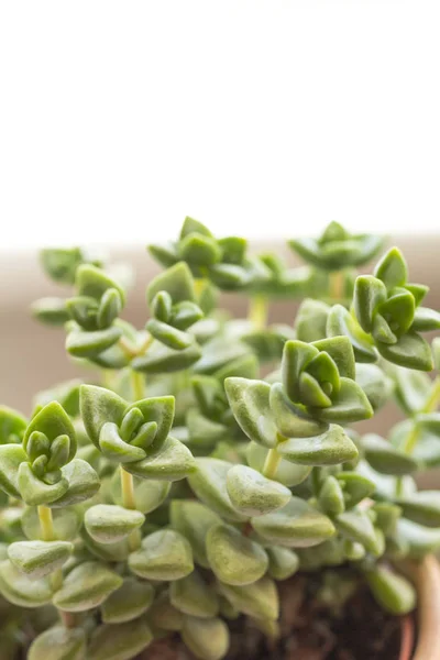 Plante Succulente Mode Gros Plan Macro Shot — Photo