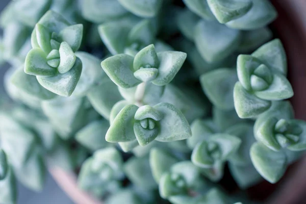 Plante Succulente Mode Gros Plan Macro Shot — Photo