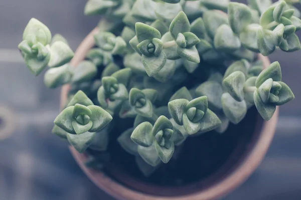 Plante Succulente Mode Dans Pot Prise Vue Haut — Photo