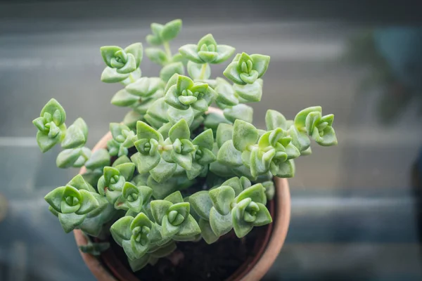 Plante Succulente Mode Dans Pot Prise Vue Haut — Photo