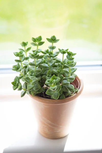 Beautiful Trendy Succulent Plant Pot Sill Window Close Shot Copy — Stock Photo, Image