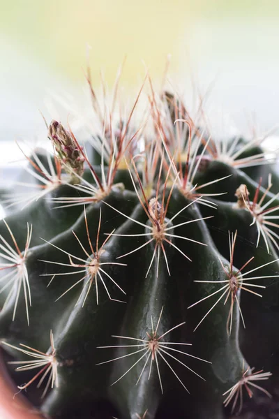 Trendy Cactus Window Sill Close — Stock Photo, Image