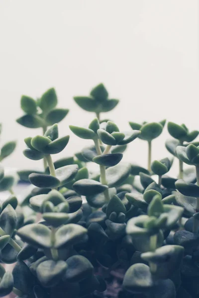 Pretty Succulent Plant Close Background — Stock Photo, Image