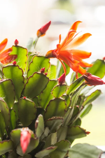 Belles Fleurs Cactus Rouge Gros Plan — Photo