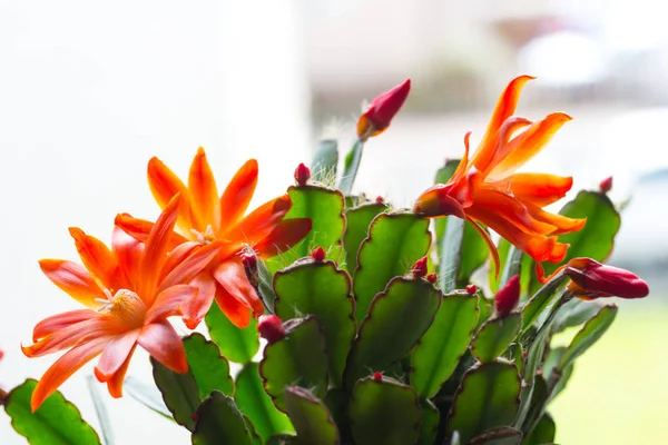 Blooming Cactus Red Flowers Window Sill Close Shot — Stock Photo, Image