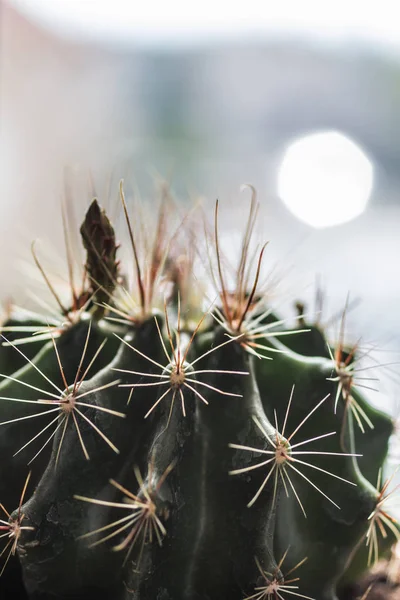 Trendy Cactus Window Sill Close — Stock Photo, Image