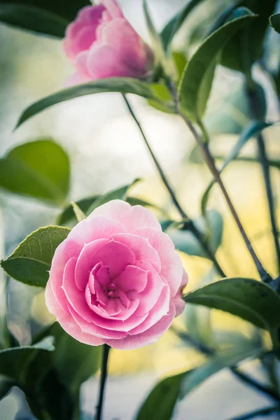 粉红色的茶花花生长在家庭花园 关闭拍摄 — 图库照片
