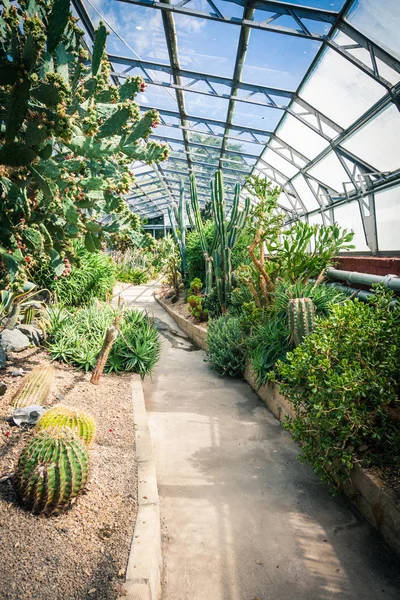 Hermosas Exóticas Suculentas Plantas Sol Creciendo Invernadero — Foto de Stock