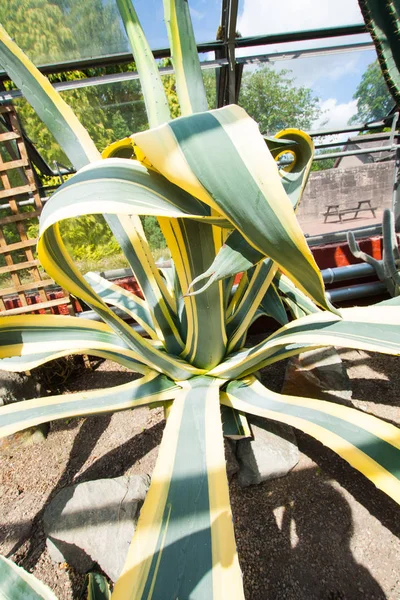 Bela Agave Enorme Planta Estufa Close Tiro — Fotografia de Stock