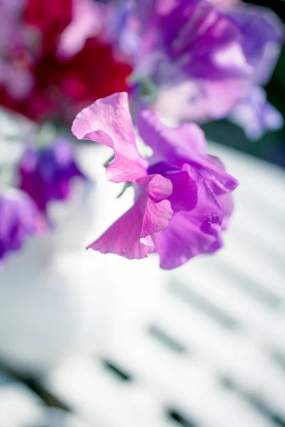 Süße Erbsenblüten in der Vase, schönes Stillleben — Stockfoto