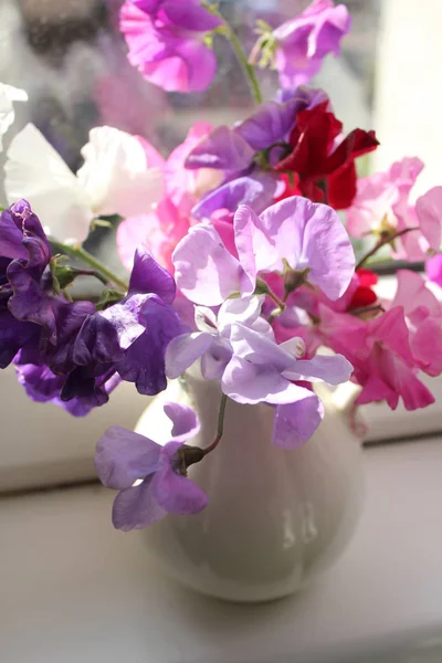 Flores Ervilha Doces Vaso Bela Ainda Vida — Fotografia de Stock