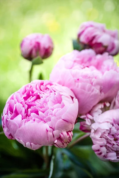 Beautiful peonies in a vase, vintage close up shot — Stock Photo, Image