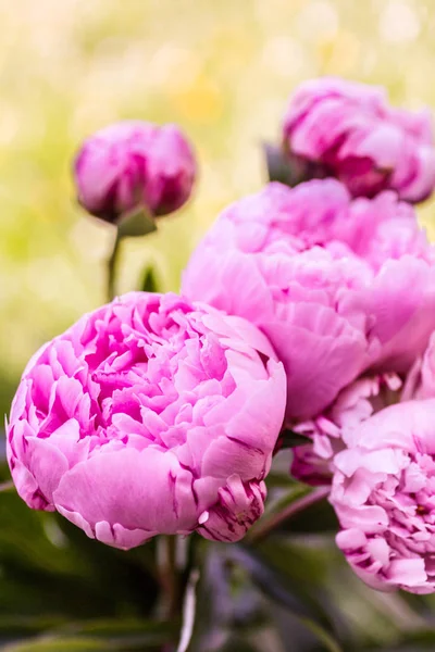 Beautiful peonies in a vase, vintage close up shot — Stock Photo, Image