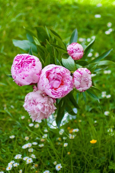 Beautiful peonies in a vase, vintage close up shot — Stock Photo, Image