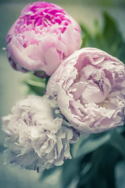 Belle peonie in un vaso, vintage close up shot — Foto Stock