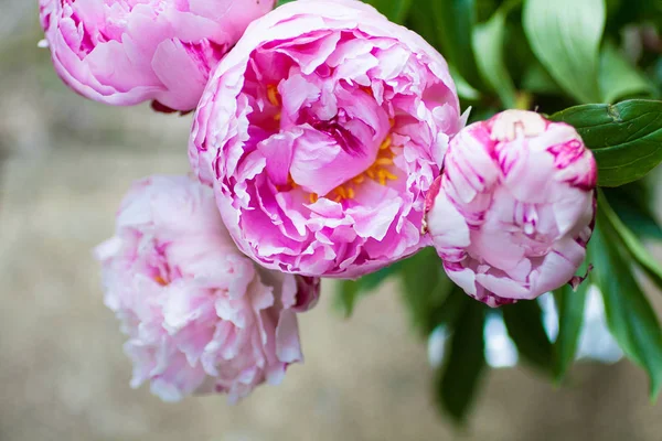 Güzel Peonies Bir Vazoda Vintage Yakın Atış — Stok fotoğraf