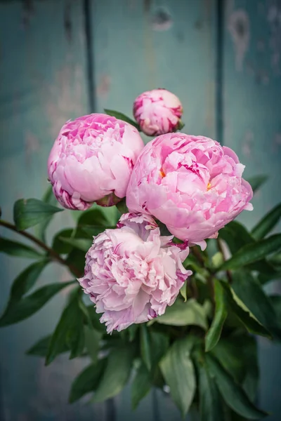 Belle Peonie Rosa Chiaro Vaso Vintage Close Shot — Foto Stock