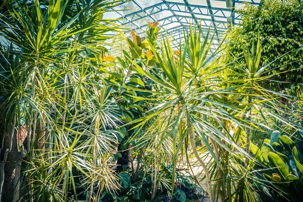 エキゾチックな植物 サボテン 多肉植物 古いガラス温室で — ストック写真