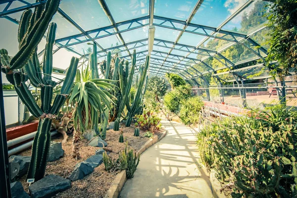 Exotiska Växter Kaktusar Och Suckulenter Gammal Glas Växthuset — Stockfoto