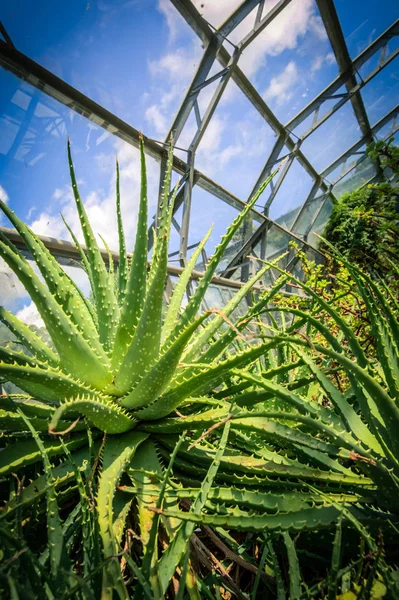 이국적인 선인장 Succulents 정원에서 — 스톡 사진