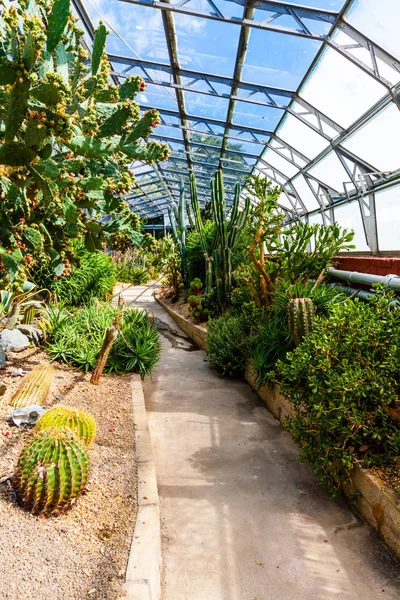 Exotiska Växter Kaktusar Suckulenter Växthuset — Stockfoto