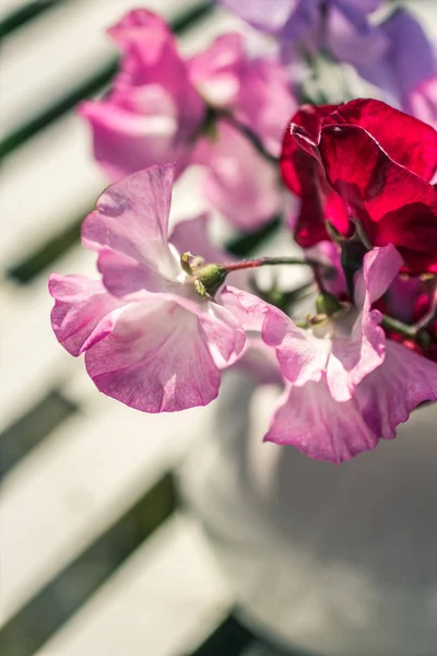 Süße Erbsenblüten in der Vase, schönes Stillleben — Stockfoto